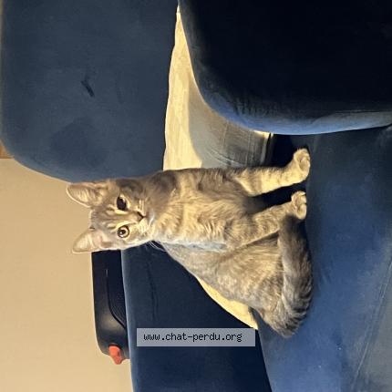 Photo de chat perdu à Pessac