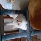 Photo de chat perdu à Tremeven