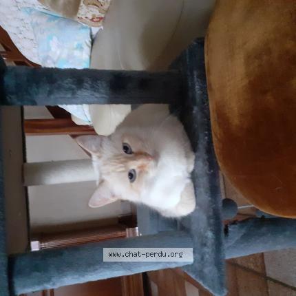 Photo 1/1 Chat retrouvé Perdu à Tremeven