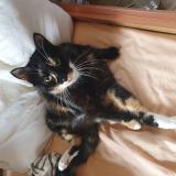 Photo de chat perdu à 01 Rue Du Moulin La Capelle