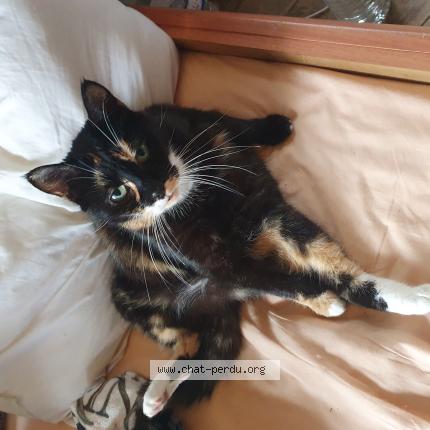 Photo 1/2 Chat retrouvé Perdu à 01 rue du moulin la capelle