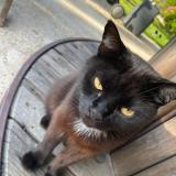 Photo de chat perdu à Kerlouan