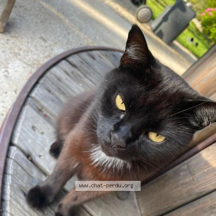 Photo 1/1 Chat retrouvé Perdu à Kerlouan