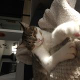 Photo de chat perdu à Fleure