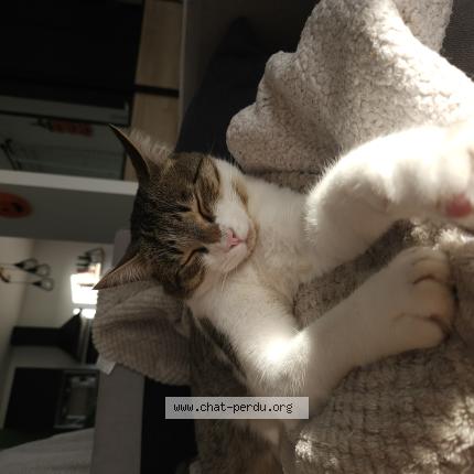 Photo 1/1 Chat retrouvé Perdu à Fleure