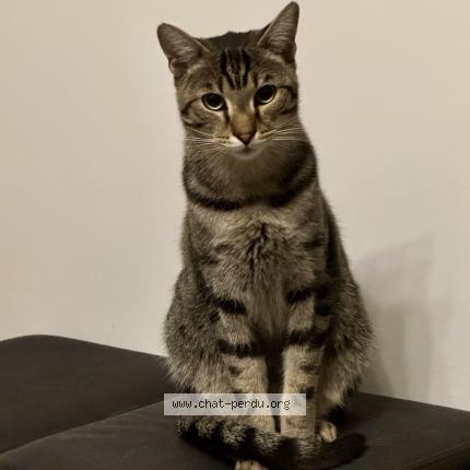 Photo 1/1 Chat retrouvé Perdu à Lille