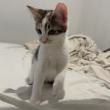 Photo de chat perdu à Nimes