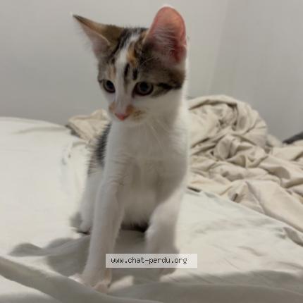 Photo 1/1 Chat retrouvé Perdu à Nimes