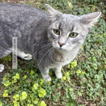 Photo 1/1 Chat trouvé Trouvé à Woodstock