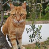 Photo de chat perdu à Carnoules