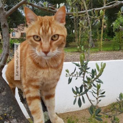 Photo 1/1 Chat retrouvé Perdu à Carnoules