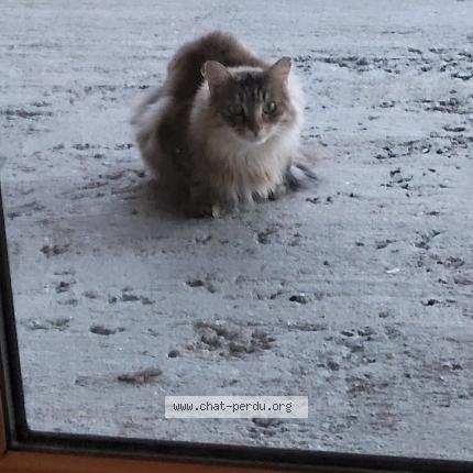 Photo 1/1 Chat retrouvé Trouvé à Lunery