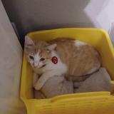 Photo de chat perdu à Chattanooga