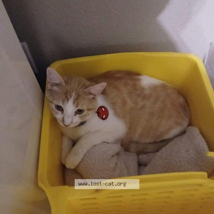 Photo 1/1 Honey Chat perdu à Chattanooga