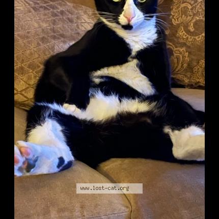 Photo 1/1 Pepper Chat perdu à National city