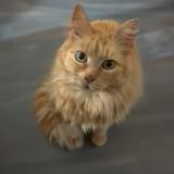 Photo de chat perdu à Ugine