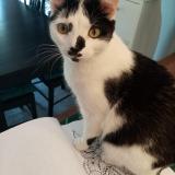 Photo de chat perdu à Noisy Le Grand