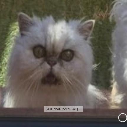 Photo 1/1 Carla Chat perdu à Sanary sur mer