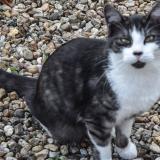 Photo de chat perdu à Messe