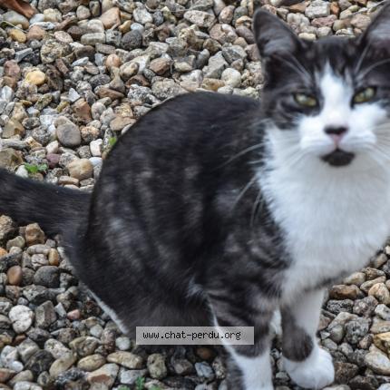 Photo 1/1 Chat retrouvé Perdu à Messe
