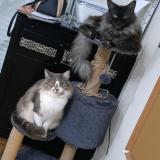 Photo de chat perdu à Mazingarbe