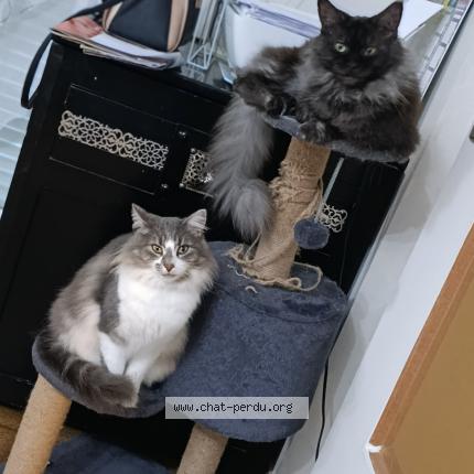 Photo de chat perdu à Mazingarbe