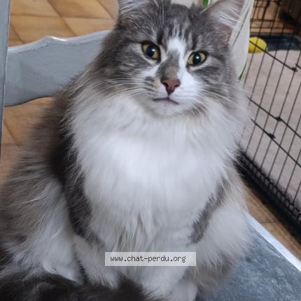 Photo 2/3 Chat retrouvé Perdu à Mazingarbe