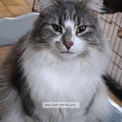 Photo 3/3 Chat retrouvé Perdu à Mazingarbe