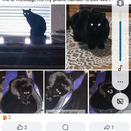 Photo 1/1 Mindy Stranacher Chat perdu à Waco