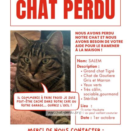 Photo 1/1 Salem Chat perdu à Tinqueux