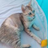 Photo de chat perdu à Nice