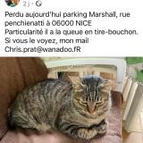 Photo de chat perdu à Nice