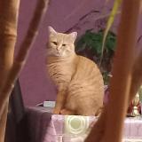 Photo de chat perdu à La Jumelliere