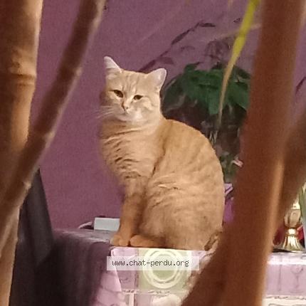 Photo 1/1 Yumi Chat perdu à La jumelliere