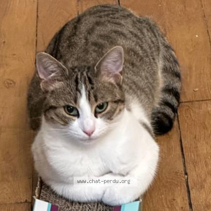 Photo 1/1 Chat retrouvé Perdu à Villiers Sur Marne