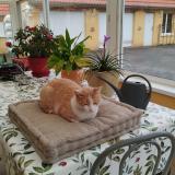 Photo de chat trouvé à Ecommoy