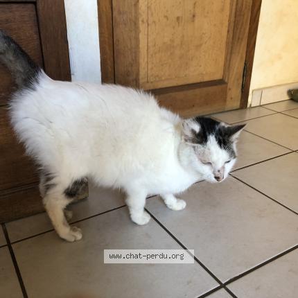 Photo 1/1 Chat trouvé Trouvé à Ambeyrac