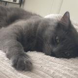 Photo de chat perdu à Clermont Ferrand