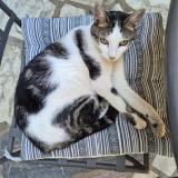 Photo de chat perdu à Draveil