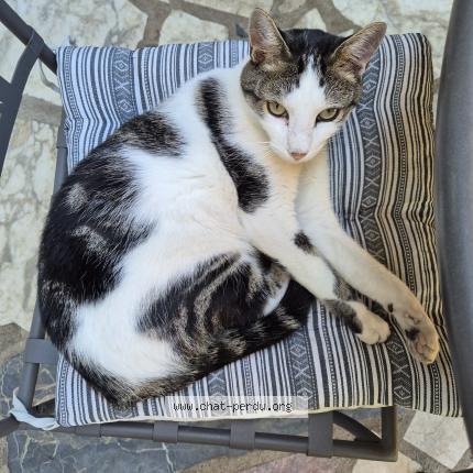 Photo 1/1 Chat retrouvé Perdu à Draveil