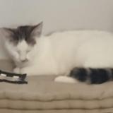 Photo de chat perdu à Meung Sur Loire