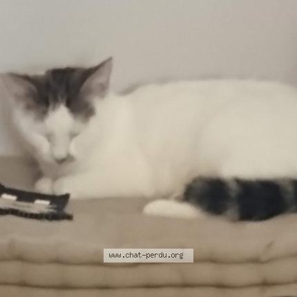 Photo de chat perdu à Meung Sur Loire