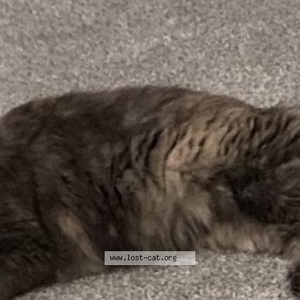 Photo 1/1 Pearl Chat perdu à Saint louis