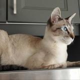 Photo de chat perdu à Annecy Le Vieux