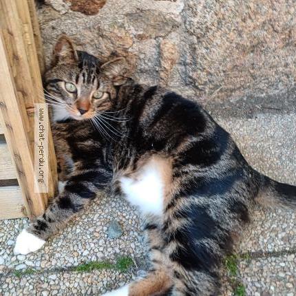 Photo 1/1 Mistouille Chat perdu à Graces