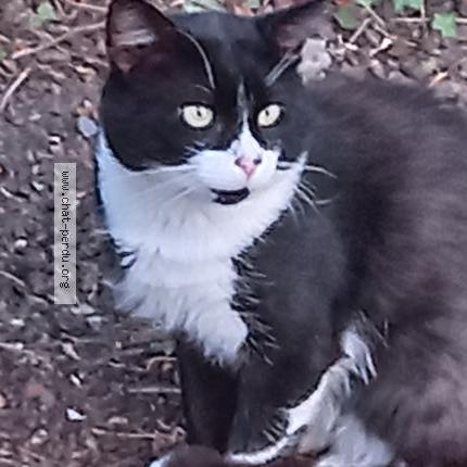 Photo 1/1 mimi Chat perdu à Arthaz pont notre dame