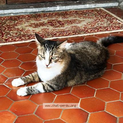 Photo 1/1 Edison Chat perdu à Orthez