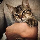 Photo de chat perdu à Biot