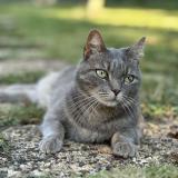 Photo de chat perdu à Luisant