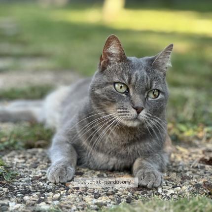 Photo de chat perdu à Luisant
